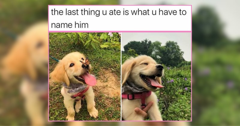 A Purrfect Petting of Delightful Dogs Smiling in the Sun 