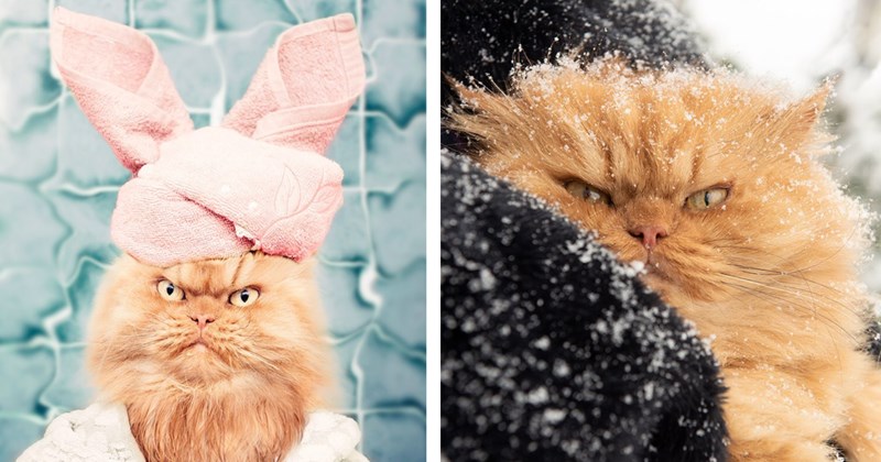 25 pictures of Garfi, the world's angriest cat | Thumbnail includes two pictures of Garfi, the world's angriest cat 