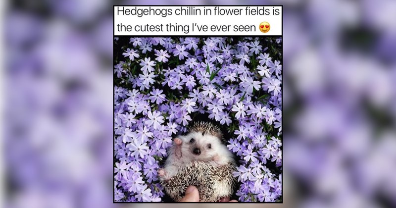 21 Wholesome Animals Giving Us All Kinds of Awe 