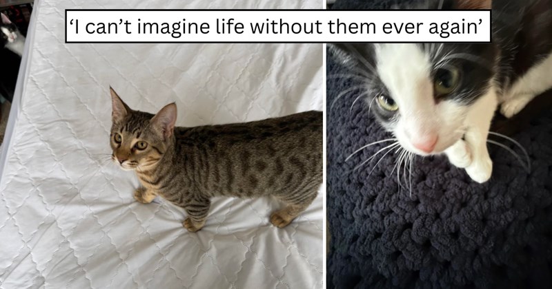 26 pictures of cats and text | thumbnail includes two pictures of cats and one picture of text including '‘I can’t imagine life without them ever again’' 