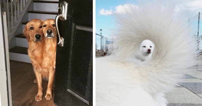 22 confusing perspective pictures of animals | Thumbnail includes one picture of two golden retriever dogs behind a door, and one picture of a dog's tail and face 