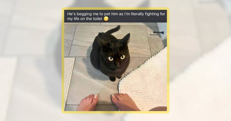 28 cat memes | thumbnail includes one meme including 'He's begging me to pet him as i'm literally fighting for my life on the toilet'