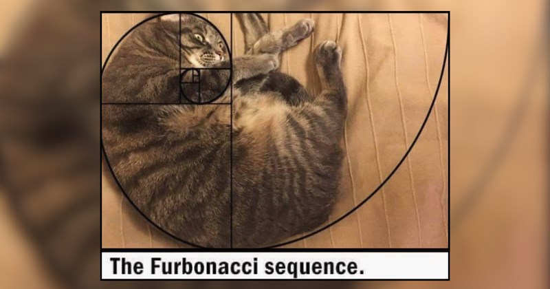 30+ Meow-tiful Felines Mesmerizing Us With Whiskered Whimsy