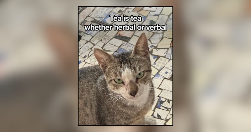 20 cat memes | thumbnail includes one meme and one picture of text including 'Tea is tea whether herbal or verbal' 