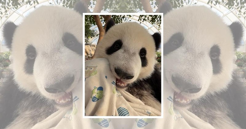 calming memes wholesome panda panda bear cute pandas soft memes Animals - 45163525