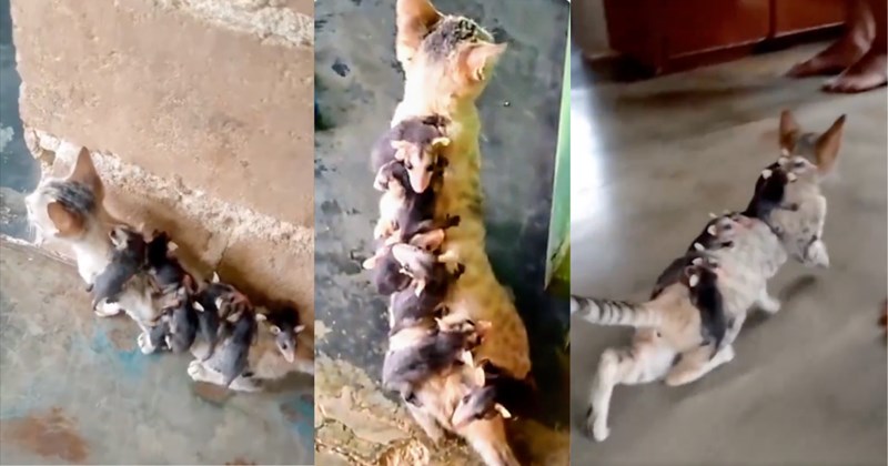 Video of a cat carrying baby possums on her back | Thumbnail includes three pictures of a cat carrying baby possums on her back