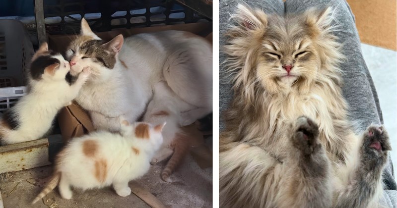 31 pictures of cute cats | Thumbnail includes one picture of kittens kissing their mom and one picture of a gray long-haired cat sleeping
