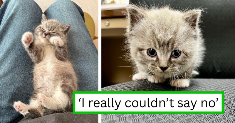 Story of wife rescuing a gray kitten and the husband falling in love with it | Thumbnail includes two pictures of a gray kitten, and one picture of text including '‘I really couldn’t say no’'