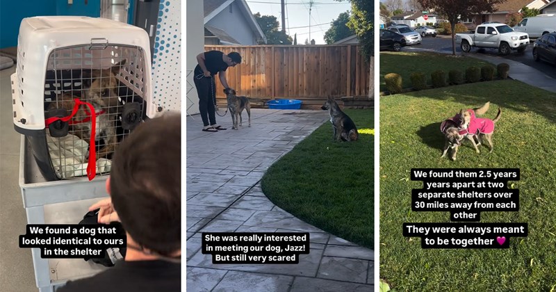 story about a couple adopting a dog similar to theirs years later and discovering that they are DNA sisters | thumbnail includes three pictures including a dog in a crate and two dogs separated outside and two dogs with pink jackets playing 'We found a dog that looked identical to ours in the shelter' 'She was really interested in meeting our dog, Jazz! But still very scared' 'We found them 2.5 years years apart at two separate'