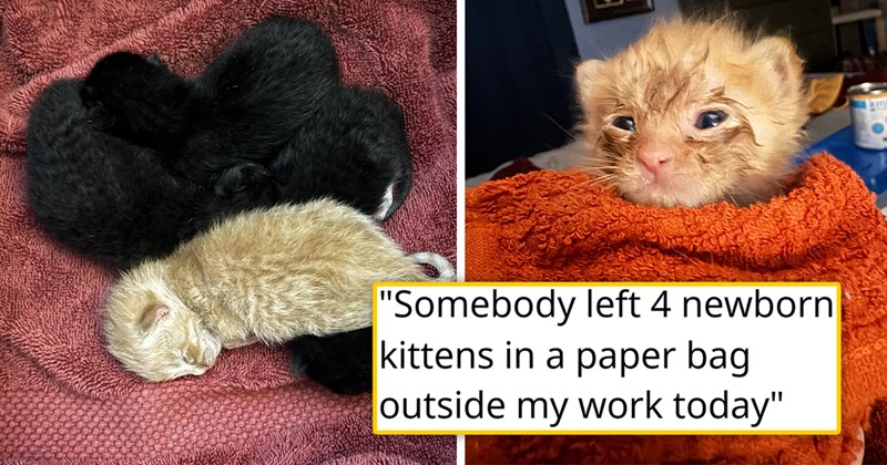 story about a woman finding four kittens abandoned in a paper bag in the heat and saving them | thumbnail includes two pictures including a pile of kittens three black and one orange and an orange kitten wrapped up in a blanket 'Somebody left 4 newborn kittens in a paper bag outside my work today'
