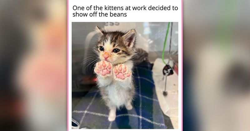 funny cat memes | thumbnail includes one meme of a kitten pressing its paws up against glass 'One of the kittens at work decided to show off the beans'