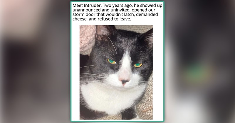 funny cat memes | thumbnail includes one meme of a grumpy tuxedo cat 'Meet Intruder. Two years ago, he showed up unannounced and uninvited, opened our storm door that wouldn't latch, demanded cheese, and refused to leave.'