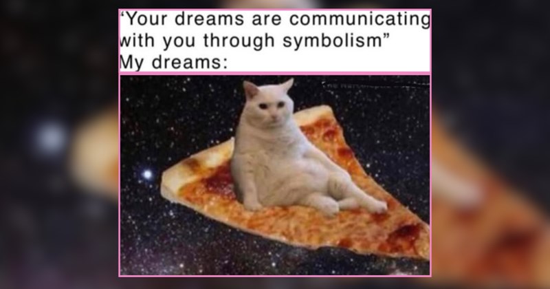 20+ Whiskerful Kittens Holding Softness and Serenity for Sleepy Dreamland