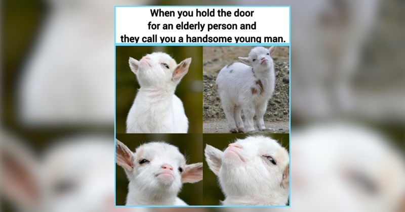 25 Cozy-core Whimsical Animals For Softness and Serenity