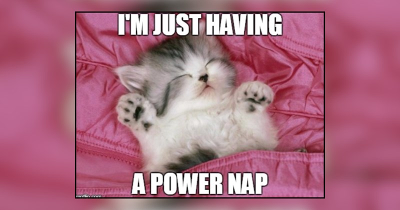 22 cat memes | thumbnail includes one meme and one picture of text including 'I'M JUST HAVING A POWER NAP' 