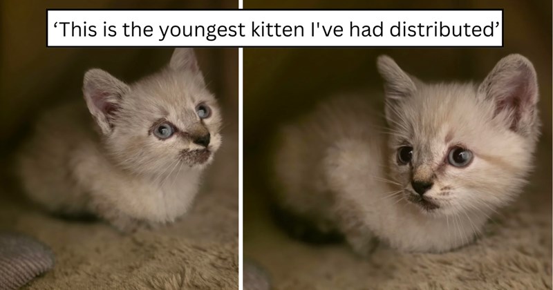 28 pictures of cats and text | thumbnail includes two pictures of cats and one picture of text including '‘This is the youngest kitten I've had distributed’' 