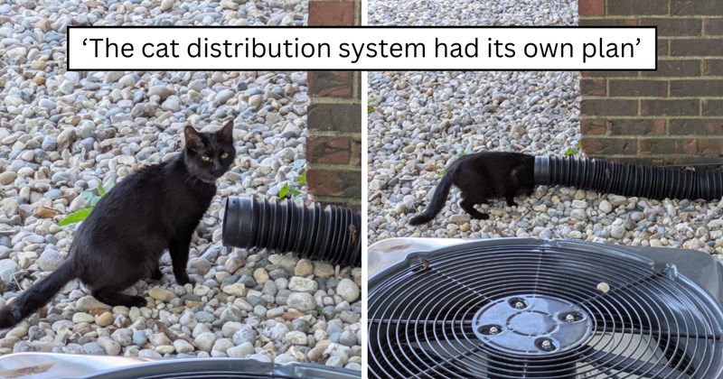 40 pictures of cats and text | thumbnail includes two pictures of cats and one picture of text including '‘The cat distribution system had its own plan’' 