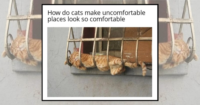 humor wholesome hilarious wholesome cats adorable cats Memes funny cats funny cat memes Cats - 45184773