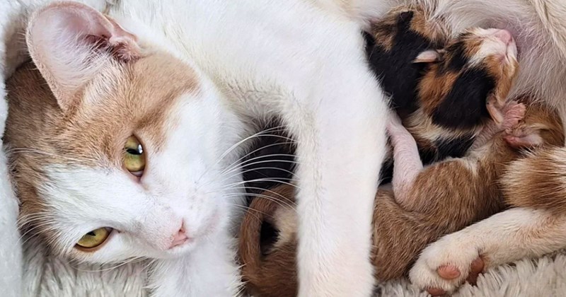 cat mama mom pregnant cats kittens babies cute