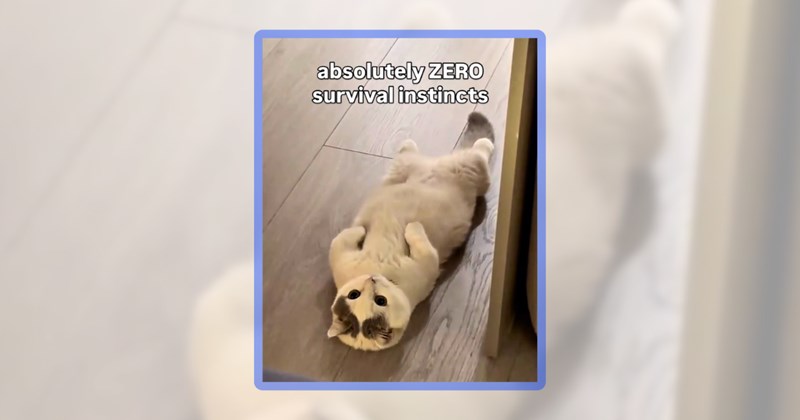 26 cat memes | thumbnail includes one meme including 'absolutely ZERO survival instincts'
