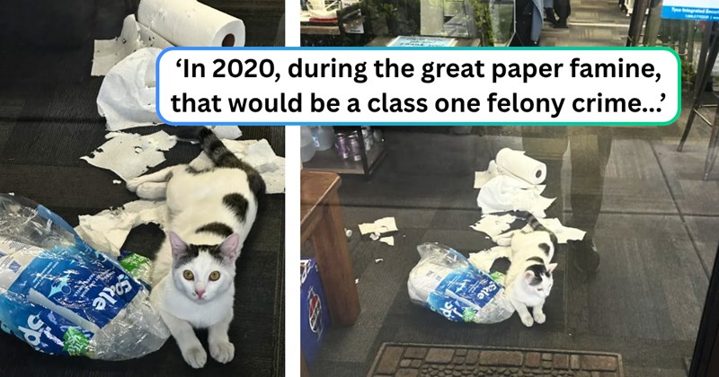 25 text pictures, 4 cat pictures | thumbnail includes two pictures of a cat, and ‘In 2020, during the great paper famine, that would be a class one felony crime...’
