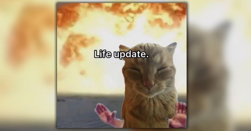 A Ray of Sunshine in the Form of 23 Fuzzy Feline Funnies