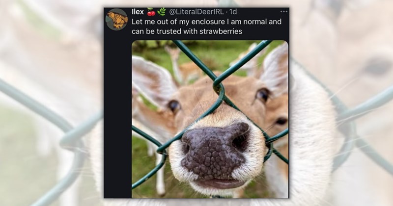26 animal memes and tweets | Thumbnail includes one meme including 'Ilex @LiteralDeerIRL. 1d Let me out of my enclosure I am normal and can be trusted with strawberries'