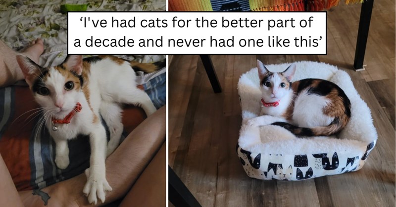 27 pictures of cats and text | thumbnail includes two pictures of a cat and one picture of text including '‘I've had cats for the better part of a decade and never had one like this’' 