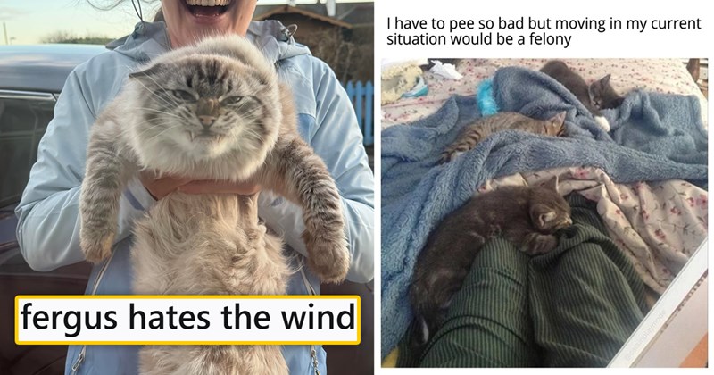 20 best cat memes tweets and stories | thumbnail includes a picture of a grumpy cat being held up 'fergus hates the wind' and a meme of a person with a bunch of kittens in their lap 'I have to pee so bad but moving in my current situation would be a felony @catsinplaymode'