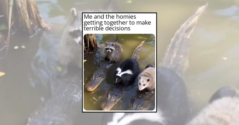 raccoon memes funny memes wholesome animals raccoons Video Animals - 45196805
