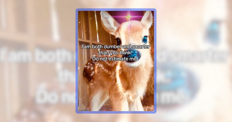 21 deer memes | thumbnail includes one meme including 'I am both dumber and smarter than you think. Do not estimate me'