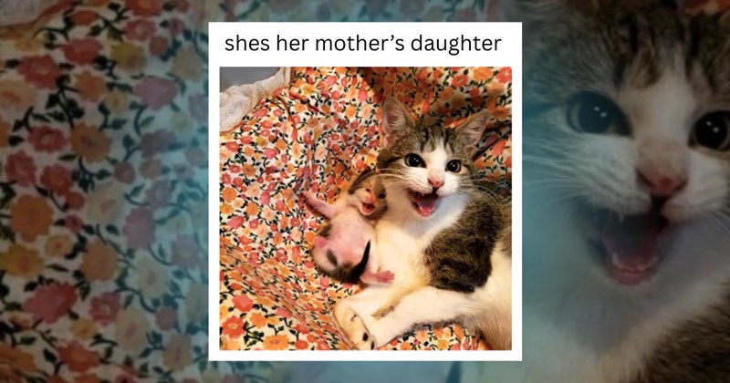 cats kittens memes