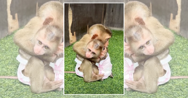 wholesome monkeys cute monkey animals Animals - 45205765