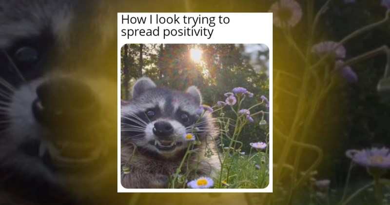 animal memes cute funny