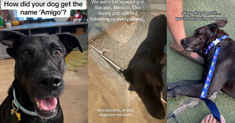 dog parent wholesome dogs pets animal rescue fur baby love animals Dog Rescue Pawrents - 45209093