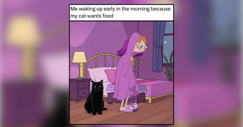 A Cookie Crumble of Internet Cat Memes for Chaotic Days That Need Some Softness