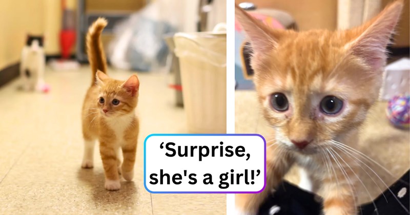 11 cat pictures | thumbnail includes two pictures of a cat, and ‘Surprise, she's a girl!’
