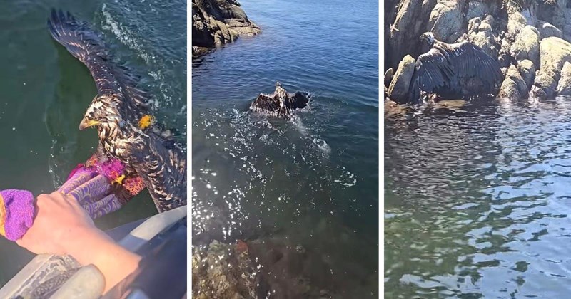 Young eagle spotted tiredly swimming miles offshore, sailor offers him a towel and helps the eagle ride to shoreline, sailor says: ‘He lives to fly another day’