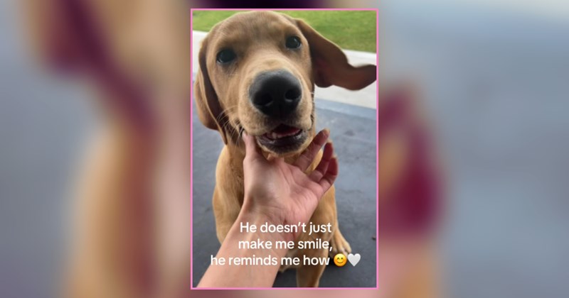 A Curated Collection of Pawdorable Pups Giving Lots of Love