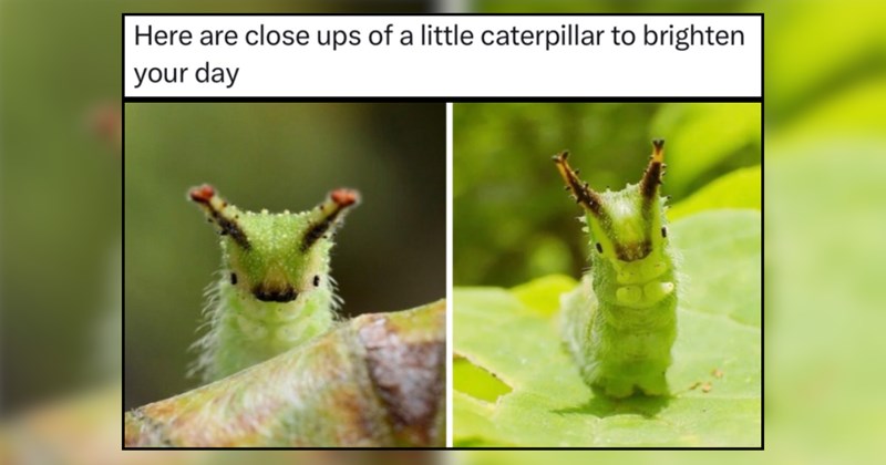20 Slinky Memes of Slithering, Wiggly Animals For Internet Enjoyment