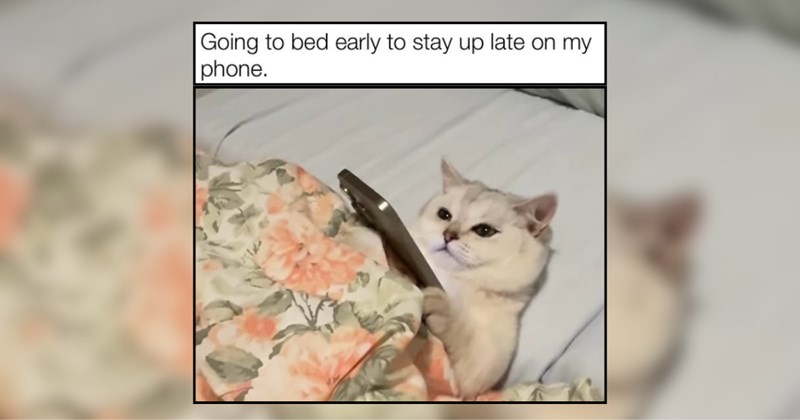 20 Wholesome Weekend Cat For Maximum Meow-ful Rest and Digest 