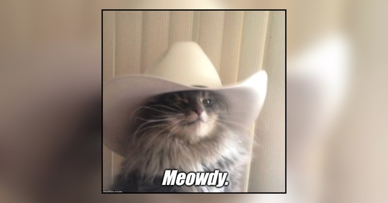 22 cat memes | thumbnail includes one cat meme and one picture of text including 'Meowdy'