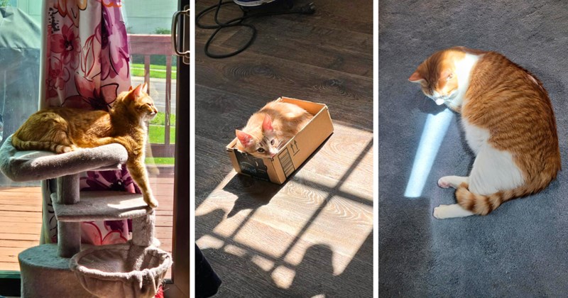 40 cat pictures, 1 text pictures | thumbnail includes three pictures of cats