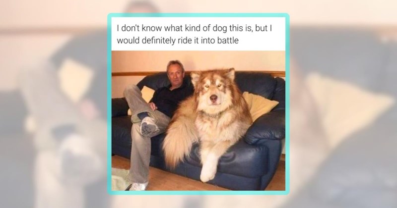 26 dog memes | thumbnail includes one meme including 'I don't know what kind of dog this is, but I would definitely ride it into battle'