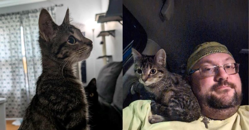 rideshare kitten cute saved