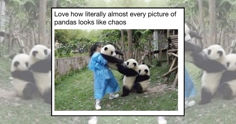 humor wholesome hilarious panda panda bear funny Funny Memes - 45225477