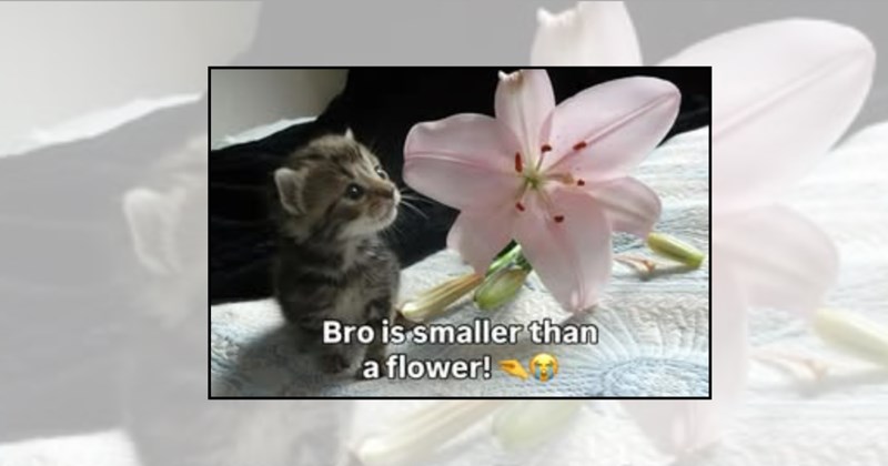 cute cat memes wholesome cats cute memes adorable cats adorable kittens cute cats funny cats cute kittens cuteness overload cat memes Cats - 45225733
