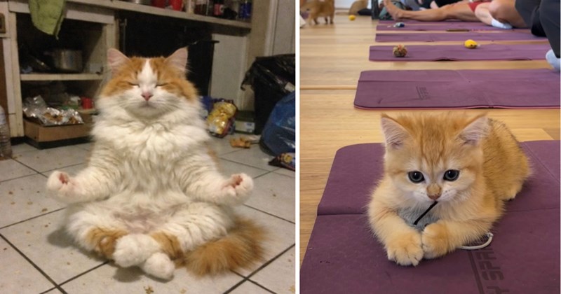 21 cat pictures | thumbnail includes two pictures of cats 