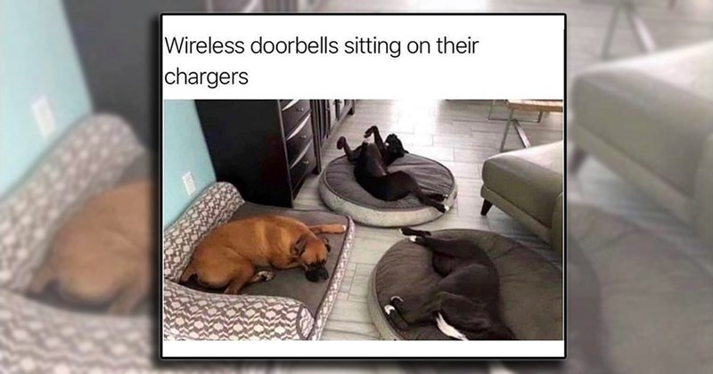 funniest dogs online
