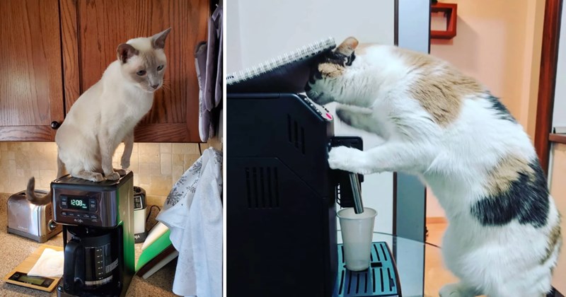 21 cat pictures | thumbnail includes two pictures of cats 